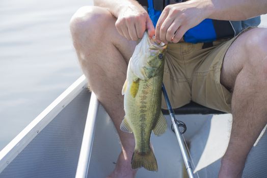 Fisherman with freshly caught freshwater drum fish in lake Erie, Ontario, Canada.