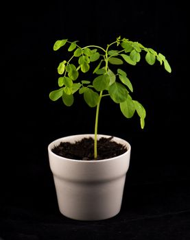 Small potted plant of Moringa (Moringa oleifera Lam.) isolated on black - also known as Bitter cucumber or drumstick