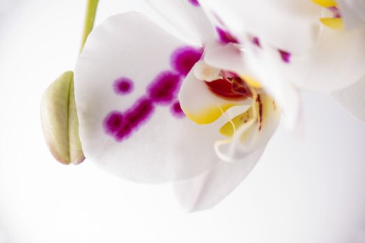 Beautiful abstract background of white and pink orchid flower macro detail