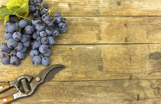 Grapes and grape scissors on a wooden rustic background  
