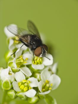 Fly on white flower