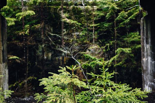 Spruce thicket in the coniferous forest