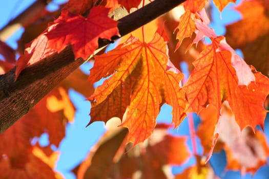 A close-up image of colourful Autumn Leaves.
