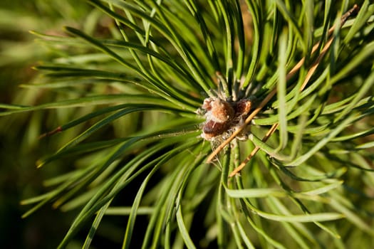 green pine branch on a natural background
