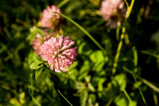 flower clover on a Sunny day on a natural background