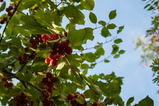 apples on a branch ready to be harvested, outdoors, selective focus