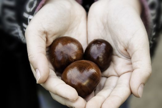 the fruits of chestnut in the hands of girls