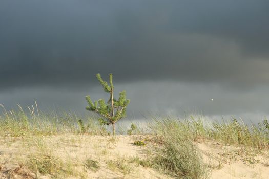 Little pine in dune, bent by wind.