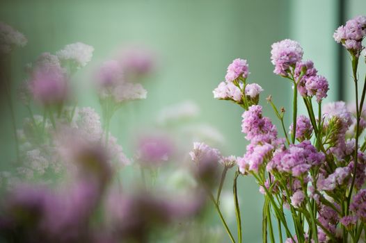 Purple Statice Flower - Limonium