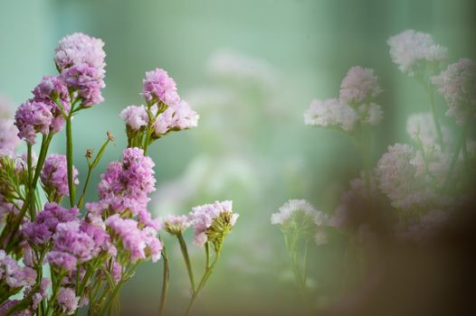 Purple Statice Flower - Limonium