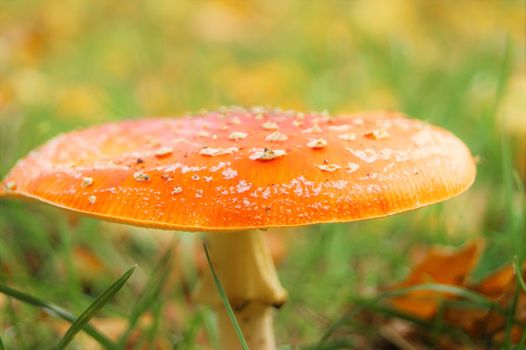 Close-up image of a colourful Fly Agaric toadstool.