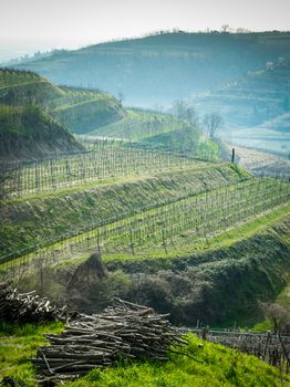 vineyards on the hills in spring, Soave, Italy