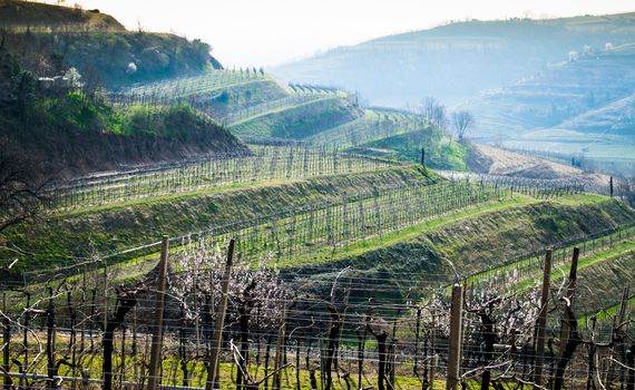 vineyards on the hills in spring, Soave, Italy