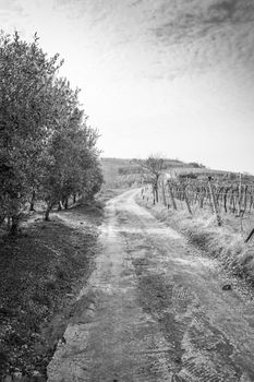 vineyards on the hills in spring, Soave, Italy