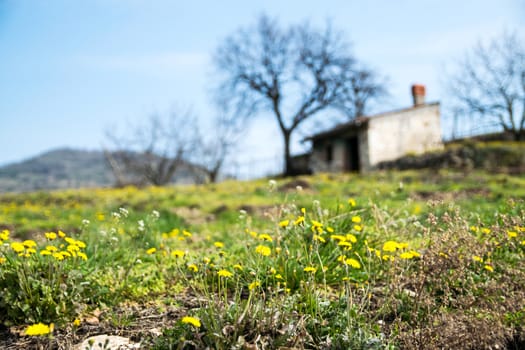 Spring blooms in the Tuscan countryside, Italy