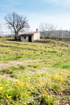 Spring blooms in the Tuscan countryside, Italy