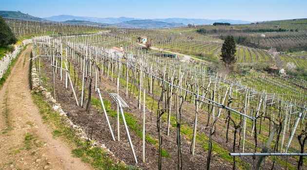 vineyards on the hills in spring, Soave, Italy