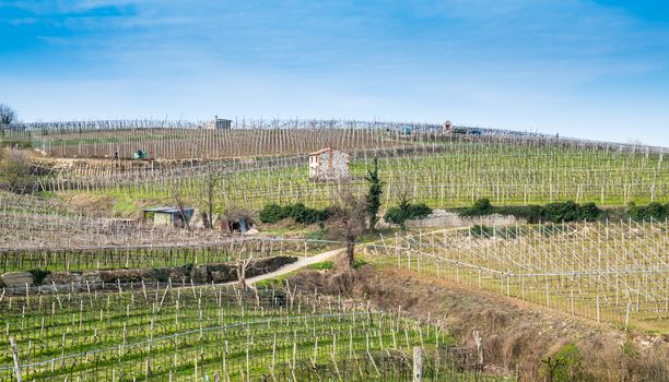 vineyards on the hills in spring, Soave, Italy