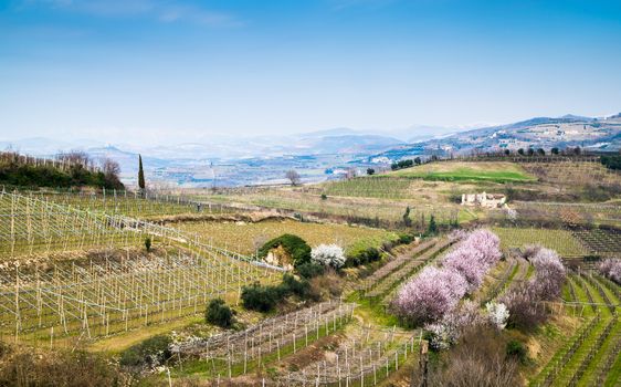 vineyards on the hills in spring, Soave, Italy