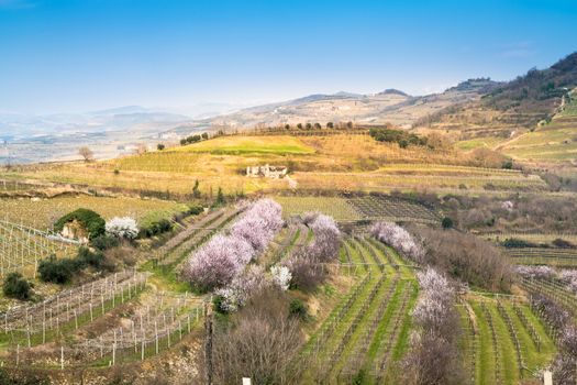 vineyards on the hills in spring, Soave, Italy