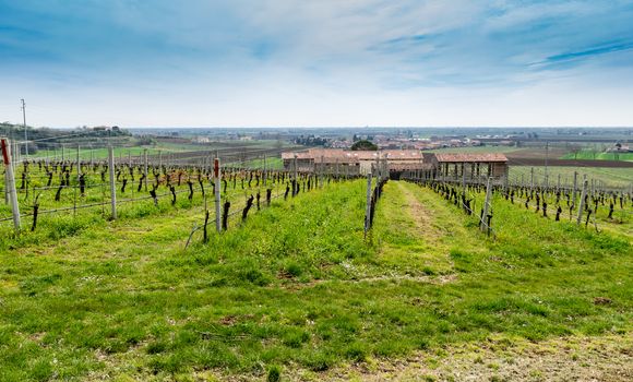 vineyards on the hills in spring, Soave, Italy