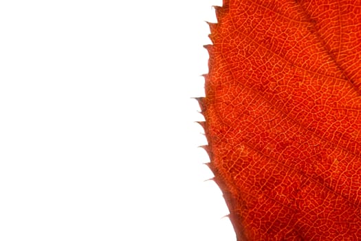 red leaf on white background with space for text