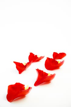 rose petals with space for the text on white background