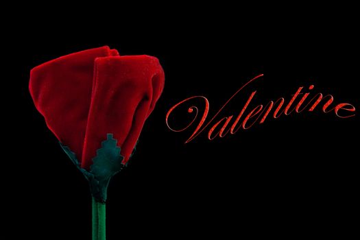 detail of velvet red rose on black background with space fo text