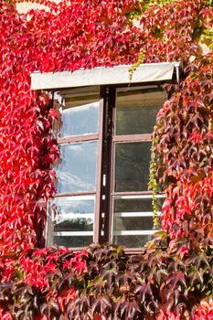 Window surrounded by red leafs
