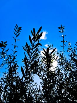 silhouette olive branches with the sky background