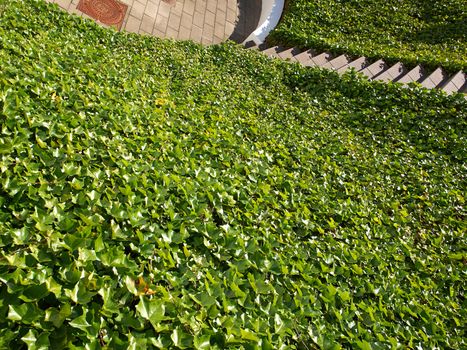 Ground small hill covered completely with lush green ivy 