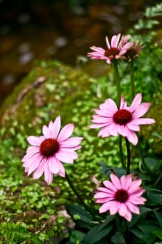 Flowers with leaves and blur background