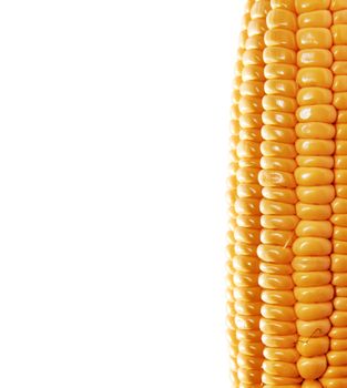 yellow ear of corn isolated on a white background