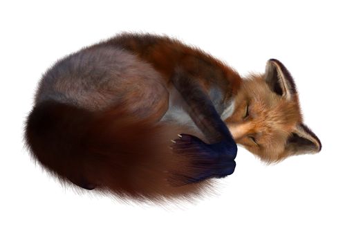 3D digital render of a red fox sleeping isolated on white background