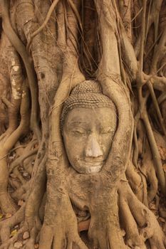 the stone head at the Wat Phra Mahathat in the city of Ayutthaya north of bangkok in Thailand in southeastasia.