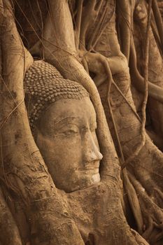 the stone head at the Wat Phra Mahathat in the city of Ayutthaya north of bangkok in Thailand in southeastasia.