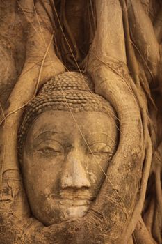 the stone head at the Wat Phra Mahathat in the city of Ayutthaya north of bangkok in Thailand in southeastasia.