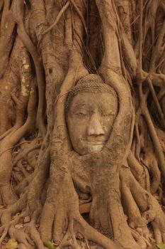 the stone head at the Wat Phra Mahathat in the city of Ayutthaya north of bangkok in Thailand in southeastasia.