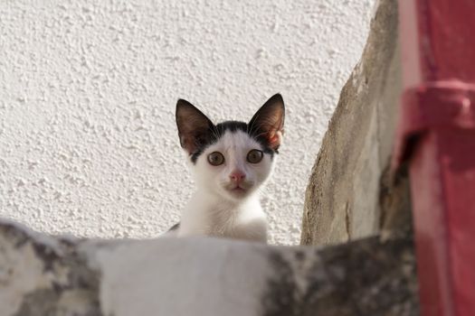 Black and white small kitten sitting on stairs