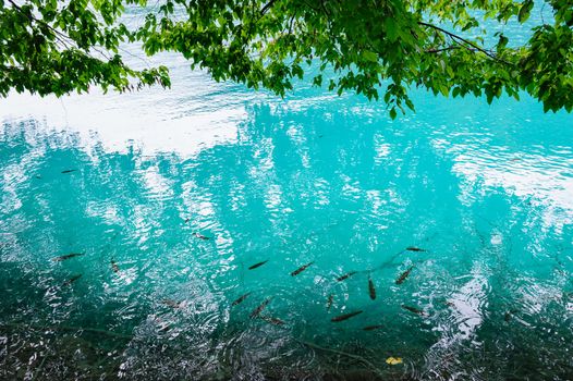Extremely clear water of Plitvice Lakes, Croatia. Rainy day.