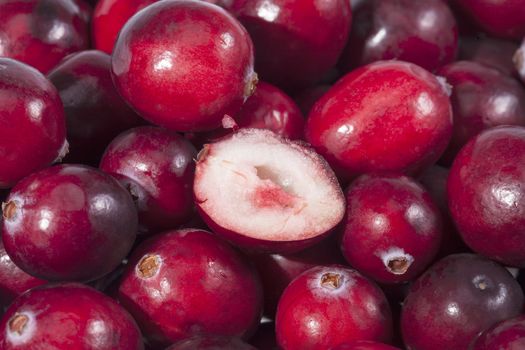 background of red fresh raw cranberry fruits  macro.