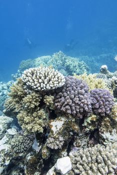 colorful coral reef with divers at the bottom of tropical sea