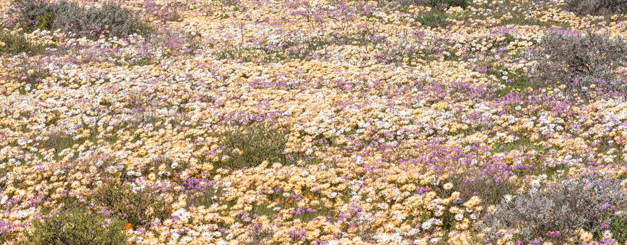 A sea of white, brown and purple wild flowers near Vanrhynsdorp in the Western Cape Province of South Africa