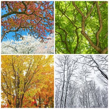 Four seasons. Trees in spring, summer, autumn and winter. Collage of 4 photos.