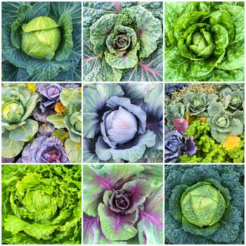 Leaf vegetables. Cabbage and lettuce in summer vegetable garden. Collage of nine photos.