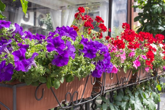 Balcony flower boxes filled with balsam flowers.