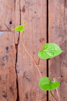 Close up branch of betel with grunge wooden background .