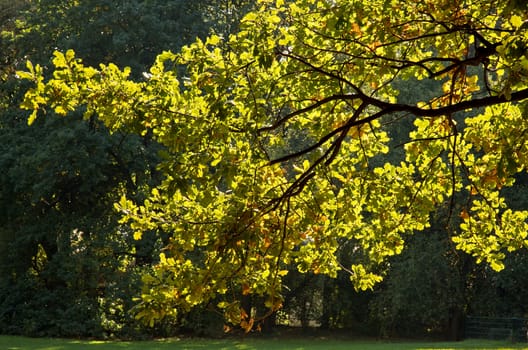 Poland.Park in Warsaw in autumn.October.Oak branch with colorful leaves under the sun.Horizontal view.