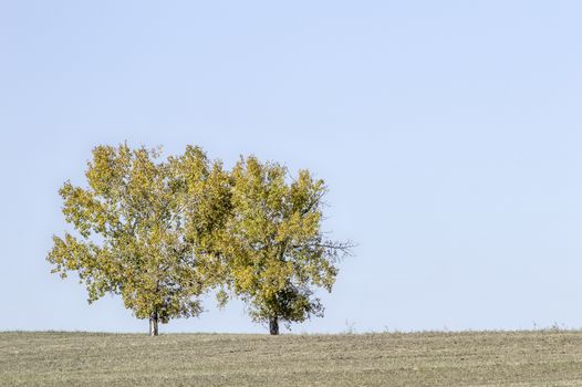 Surrounded by a barren field these twin trees bask in the vibrant colors or autumn.