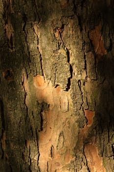 Poland.Park in warsaw in autumn.October.Close-up bark of the trunk Oak.Clearly visible bark and its texture.Vertical view.
